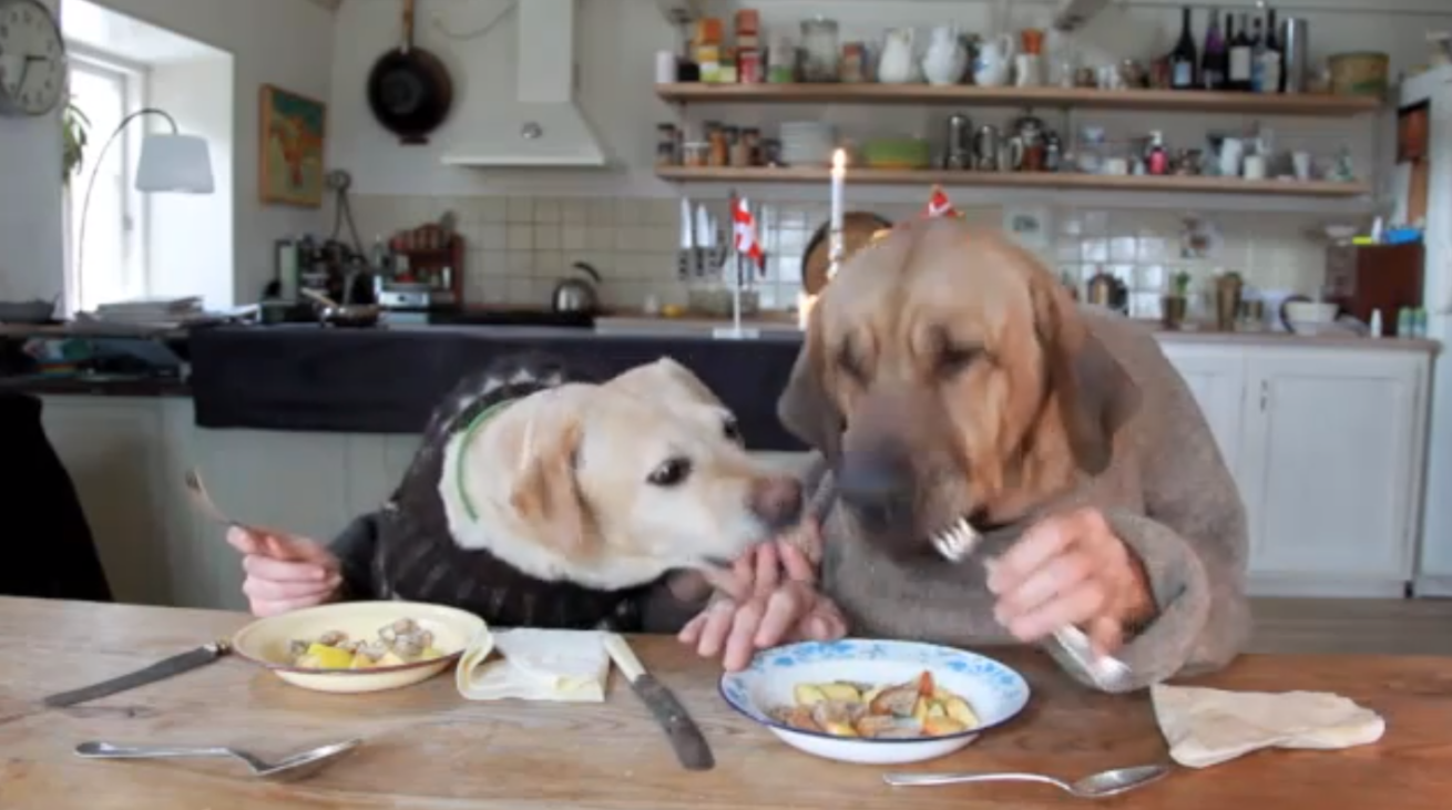 Two dogs Dining at a restuarant! viral video