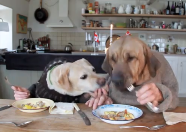 Two dogs Dining at a restuarant! viral video