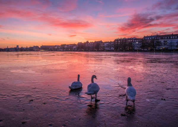 swans in copenhagen on the ice in a sunset